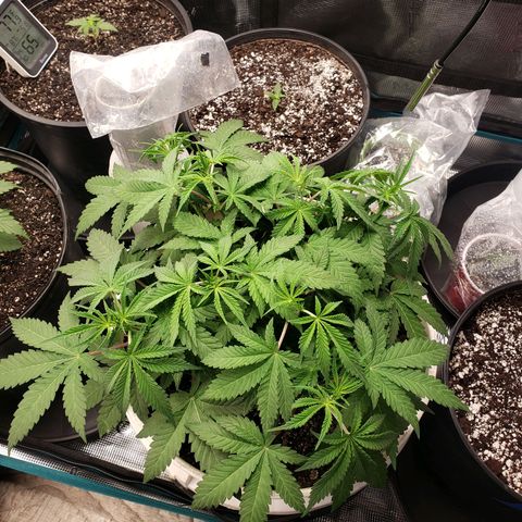 Geloctane  growlog photo: Geloctane and Khalifa kusher looking real good 