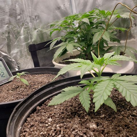 Geloctane  growlog photo: Plants are looking good today