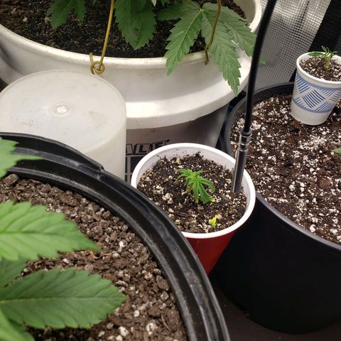 Geloctane  growlog photo: Plants are looking good today