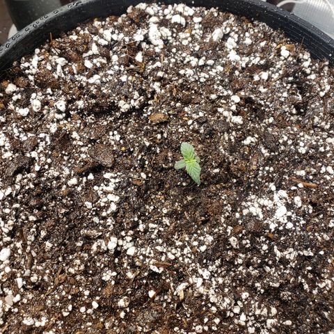 Geloctane  growlog photo: Plants are looking good today