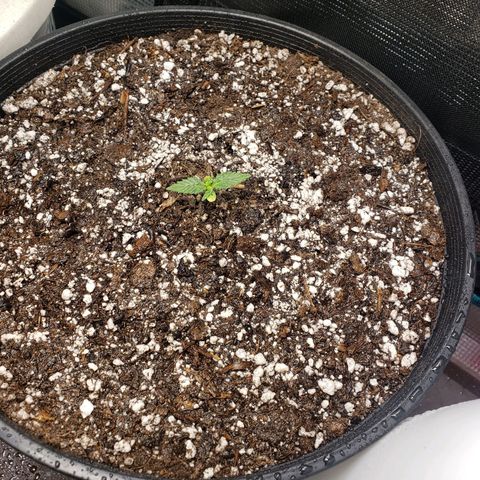 Geloctane  growlog photo: Plants are looking good today