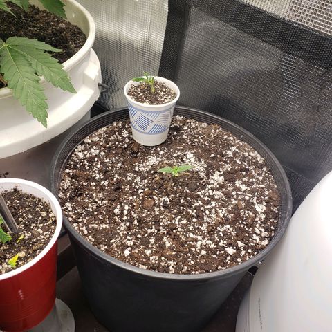 Geloctane  growlog photo: Plants are looking good today