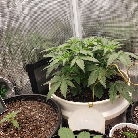 Geloctane  growlog photo: Plants are looking good today