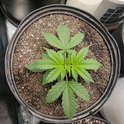 Geloctane  growlog photo: Plants are looking good today