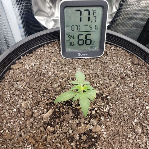 Geloctane  growlog photo: Plants are looking good today