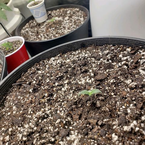 Geloctane  growlog photo: Plants are looking good today