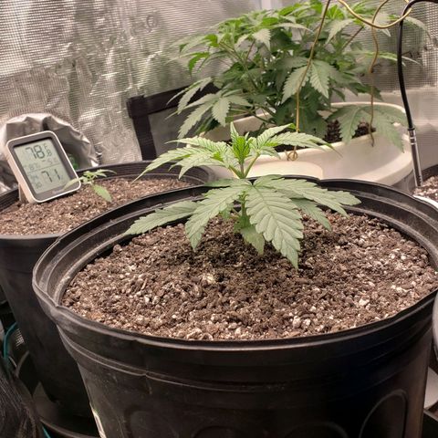 Geloctane  growlog photo: Plants are looking good today