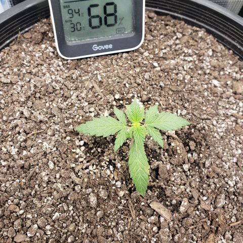 Geloctane  growlog photo: Looking good 