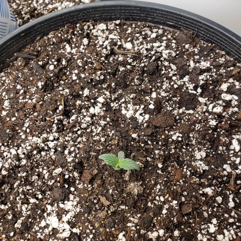 Geloctane  growlog photo: Looking good 