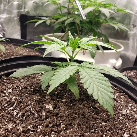 Geloctane  growlog photo: Looking good 