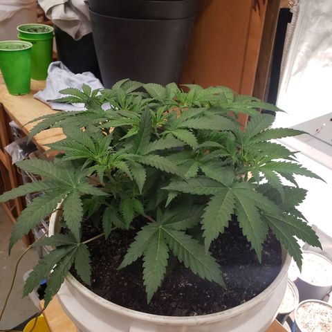 Geloctane  growlog photo: Looking good 