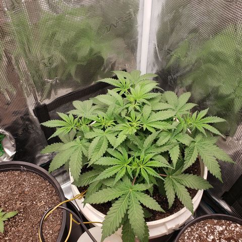 Geloctane  growlog photo: Looking good 