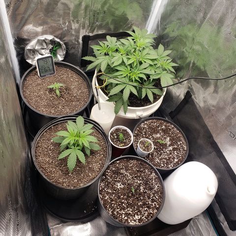 Geloctane  growlog photo: Looking good 