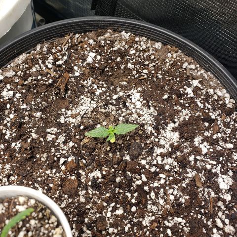 Geloctane  growlog photo: Looking good 
