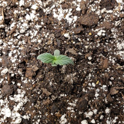 Geloctane  growlog photo: Looking good 
