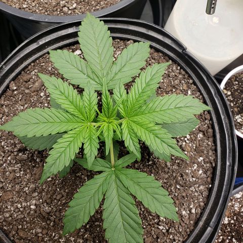 Geloctane  growlog photo: Looking good 