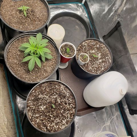 Geloctane  growlog photo: Looking good 