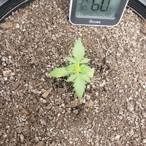 Geloctane  growlog photo: Nice 