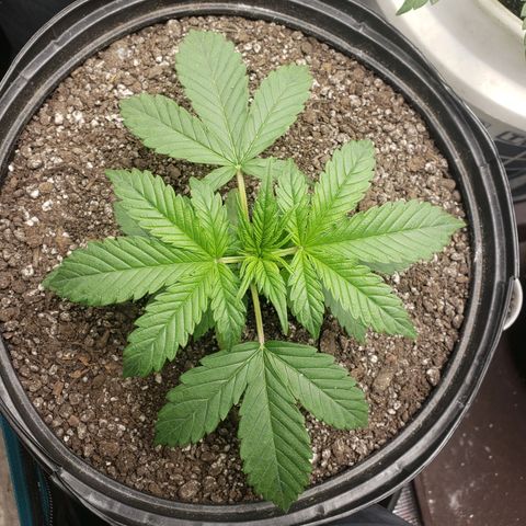 Geloctane  growlog photo: Nice 