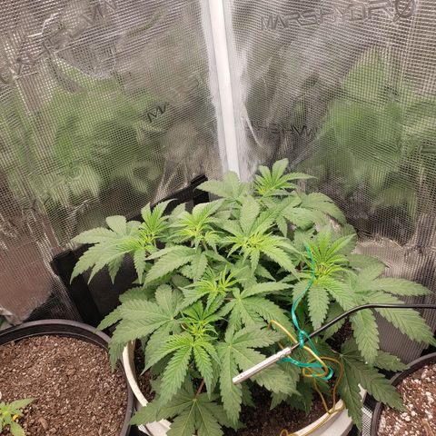 Geloctane  growlog photo: Nice 