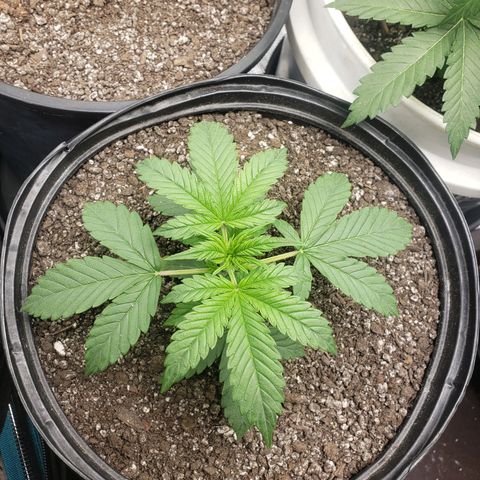 Geloctane  growlog photo: Nice 