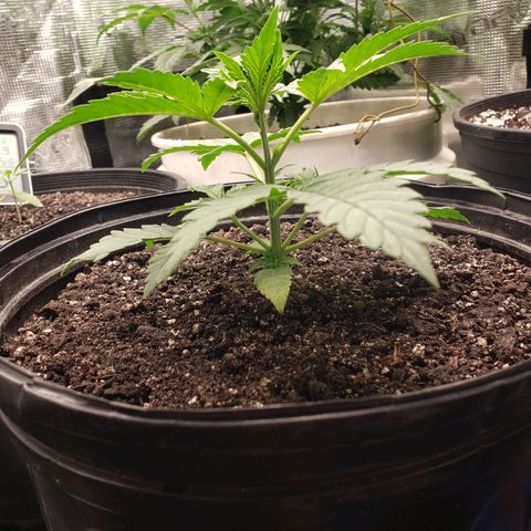 Geloctane  growlog photo: Nice 