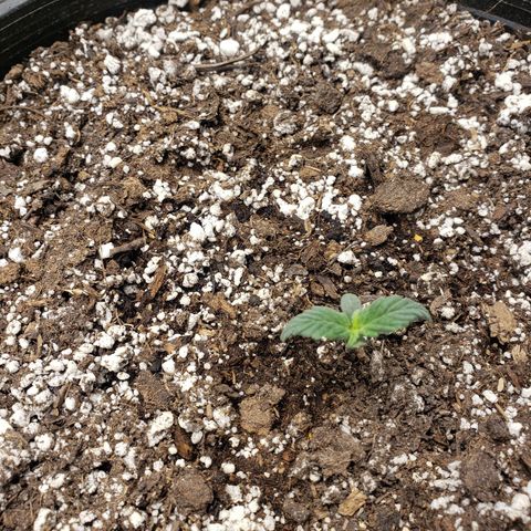 Geloctane  growlog photo: Nice 
