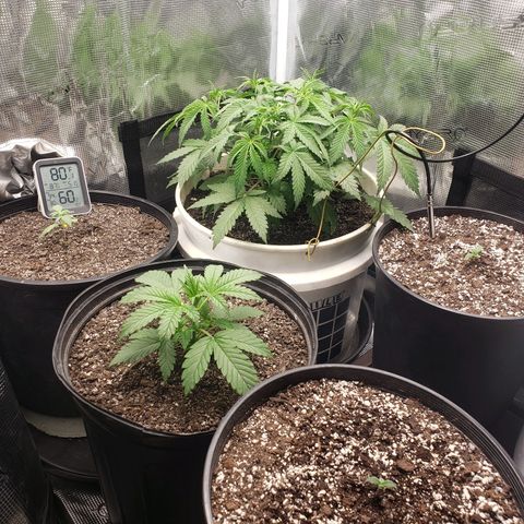 Geloctane  growlog photo: Nice 