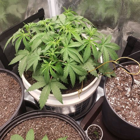 Geloctane  growlog photo: Nice 