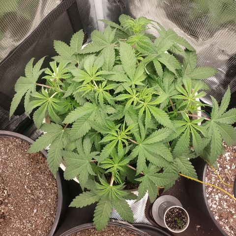 Geloctane  growlog photo: Nice 