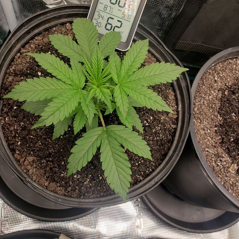 Geloctane  growlog photo: Wow