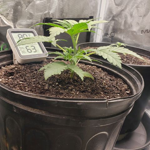 Geloctane  growlog photo: Wow
