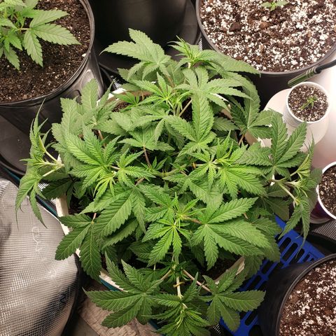 Geloctane  growlog photo: Wow