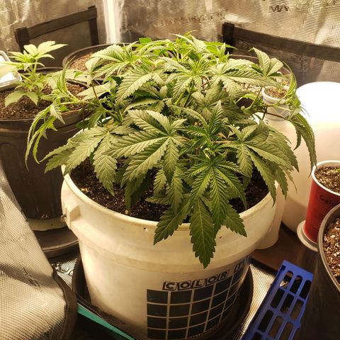 Geloctane  growlog photo: Wow