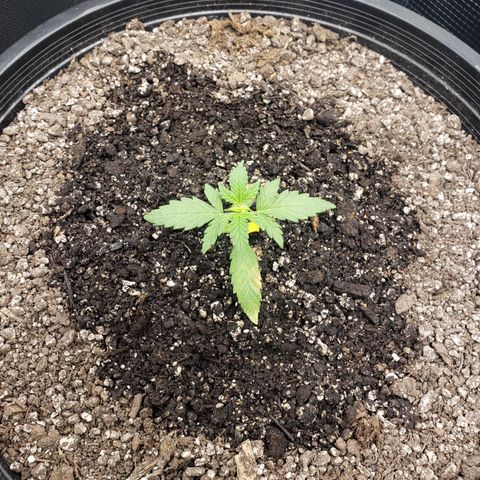 Geloctane  growlog photo: Wow