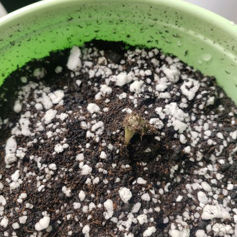 Geloctane  growlog photo: A Khalifa Kush auto seed sprouted today 11:00am