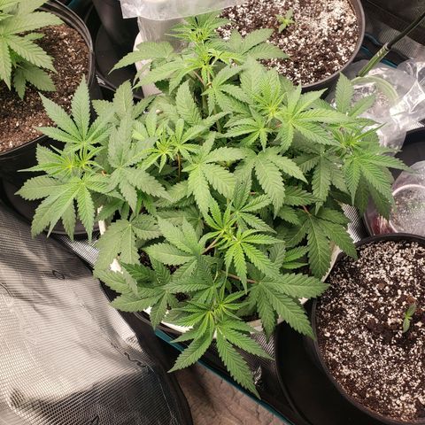 Geloctane  growlog photo: A Khalifa Kush auto seed sprouted today 11:00am