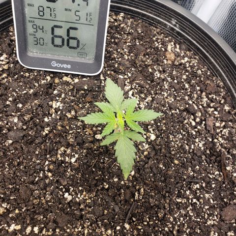 Geloctane  growlog photo: A Khalifa Kush auto seed sprouted today 11:00am