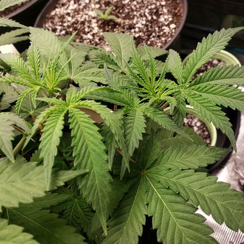 Geloctane  growlog photo: A Khalifa Kush auto seed sprouted today 11:00am