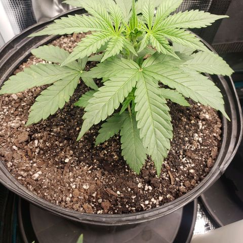 Geloctane  growlog photo: A Khalifa Kush auto seed sprouted today 11:00am