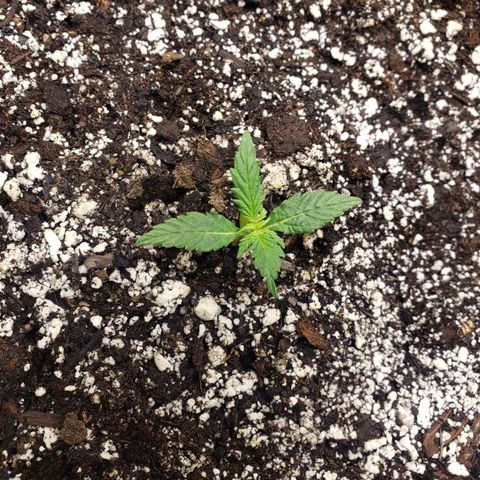 Geloctane  growlog photo: A Khalifa Kush auto seed sprouted today 11:00am