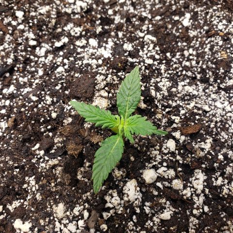 Geloctane  growlog photo: A Khalifa Kush auto seed sprouted today 11:00am