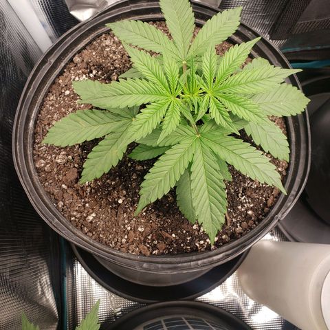 Geloctane  growlog photo: A Khalifa Kush auto seed sprouted today 11:00am