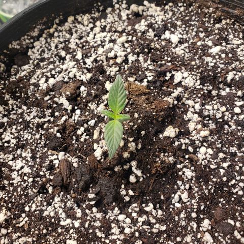 Geloctane  growlog photo: Geloctane,kelifa kush and super skunk 
