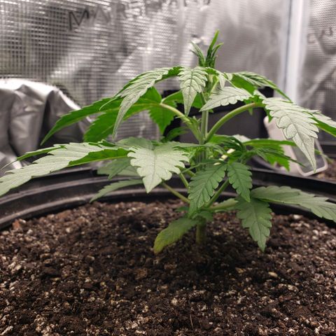 Geloctane  growlog photo: Geloctane,kelifa kush and super skunk 