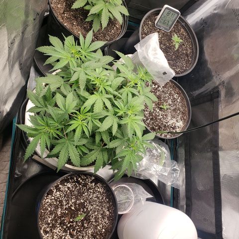 Geloctane  growlog photo: Geloctane,kelifa kush and super skunk 