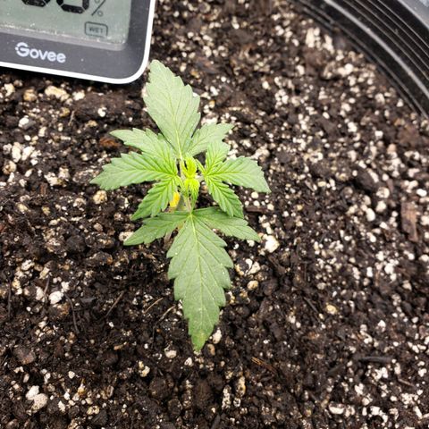 Geloctane  growlog photo: Geloctane,kelifa kush and super skunk 