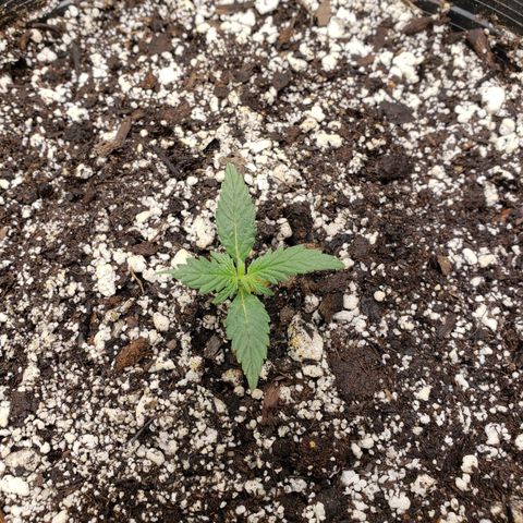 Geloctane  growlog photo: Ph is way off to about 7.10 plants don't like it I assume They like a PH around 6.8 or lower Poor plants are suffering I'm trying to lower ph