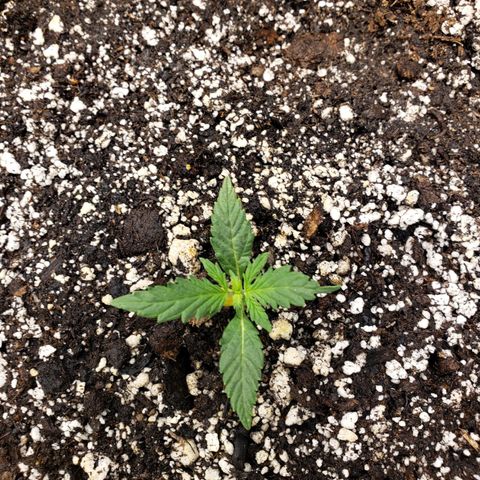 Geloctane  growlog photo: Ph is way off to about 7.10 plants don't like it I assume They like a PH around 6.8 or lower Poor plants are suffering I'm trying to lower ph