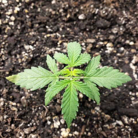Geloctane  growlog photo: Ph is way off to about 7.10 plants don't like it I assume They like a PH around 6.8 or lower Poor plants are suffering I'm trying to lower ph